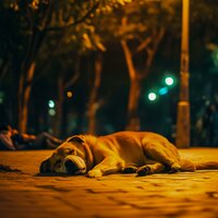 Lofi Calm Evening Dogs - Heart On A String & Music for Dogs Radio & Dog Therapy Zone