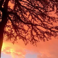 Sunflower (in the Wind) - Connor K. Carroll & graice.wav & Campbell & dylAn