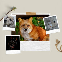 Morning Walks - Dreams - Music for Dogs Radio