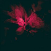 company - Zubi & anatu