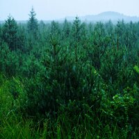 Шум Дождя Звук Дождя Шум Леса Атмосферные Звуки Белый Шум 4 (Шум Дождя) - Александр Вольский & Звуки сна Окружающие Шумы