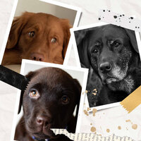 Quiet Cutest Dogs - Dog Music Hour