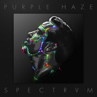 Phaedra - Purple Haze