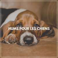 Musique calme pour chiens, Pt. 7 - Musique pour Chiens