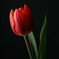 Dead Wife by Kader - Kader