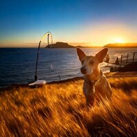 Warm Lofi Comfort - Lofi Chill Beats to Relax & Music for Dogs Collections & Dog Separation Anxiety Music