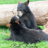 Neptune's Ocean - Masala Roo