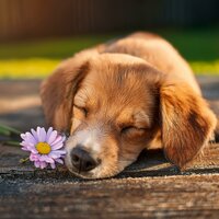 Banda Sonora Relajante Para Perros - Viajero & Música Delicada para Cachorros & La Banda Sonora del Perro