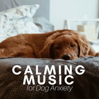 Relaxation Shades - Calming Piano Music
