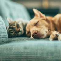 Night Pet Beats Gentle - Lofi Radiance & Pet Therapy Specialist & Pet Sound Therapy