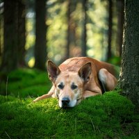 Soothing Ambient for Dogs - Serenity Music Academy & Peaceful Dog Lullabies & Deep Dog Music