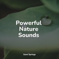 Forest, Birds, River Close - White Noise Babies & Sleepy Times & Weather Sounds