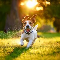 Persiguiendo El Ritmo - Música para perritos & Doble relajado & Océano de relax