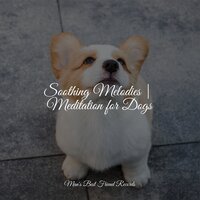 Unwind - Music for Pets Library & Music for Leaving Dogs Home Alone & Music for Dog's Ears