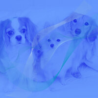 Harp Music Soundtrack for Doggy Naptime - Cute Doggy Music