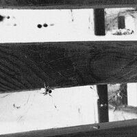 не могу запомнить кто - Осень Сайзсэд