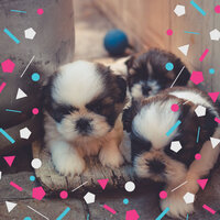 Background for Doggy Rest - Dog Therapy Music