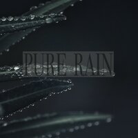 Pure Rain - Wp Sounds