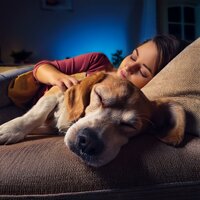 Los Tonos Suaves Crean Comodidad - Ritmos de hip hop LoFi & Canciones para que los perros duerman & Música para calmar perros