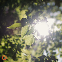 Daydreaming, Pt. 4 - Vitaliy Tkachuk