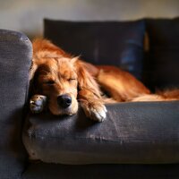 Movimiento Sonoro Feliz - Acusticamente & Cachorros Bebes Orchestra & Famosa música para perros