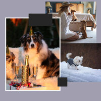 Mellow (Doggy Meal Time) - Dog Music Hour