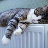 Feline Evening Relax Vibes - Music For Fun & Supreme Cats & Cat Sound Calm