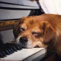 Momentos Musicales De Mascotas - Domingo tranquilo & Criaturas en descanso & Biblioteca sonora para seres