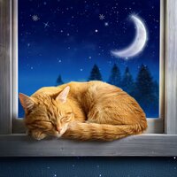 Melodías De Guitarra Para Gatos - Música fácil de domingo por la mañana & Música relajante para gatitos & Gato Total Relax