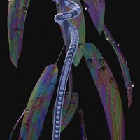 Wasos - Susobrino & Dengue Dengue Dengue!