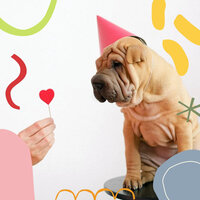 Brilliant Moods for Restless Puppies - Dog Therapy Music