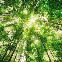 Summer Rain - Better Sleep