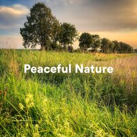 Singing Birds - Just Relax Music Universe & Calm Music Zone & Tranquility Spree