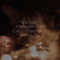 Drift Away into Dreams - Jazz Music for Cats & Cat Music Experience & Music for Cats Deluxe