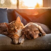 Sinfonía Para El Compañerismo - Dias Felices Maestro & Lloviendo para mascotas tranquilas & Mascotas dormidas