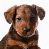 Armonía Nocturna Para Patitas - Chill-hop melódico & Música para perritos & Calma Música para Perros