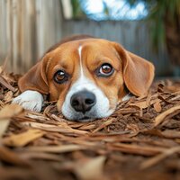 Dogs' Downtime Tunes - Dog Chillout Zone & The Harp of Love & True Happiness Academy