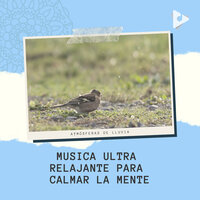 Claro suave con el canto de los pájaros para Estudio - Atmósferas de Lluvia