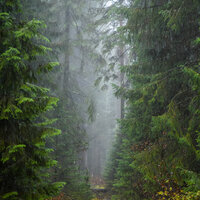 Атмосферный Шум Природы Расслабляющие Звуки Природы (Шум Дождя И Леса) 4 - Andrey Filippov & Звуки сна Окружающие Шумы