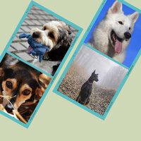 Charming Moods for Dog Calming - Dog Music Hour