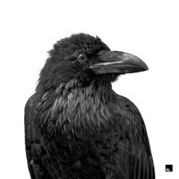 The Rope - Rafael Cerato & Mark Tarmonea