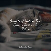 White Noise - Music for Cats TA & Music for Cats Deluxe & Cats Music Zone