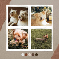 Stellar Cutest Dogs - Music for Dogs Radio