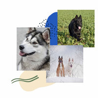 Excellent (Music) - Dog Separation Anxiety Music