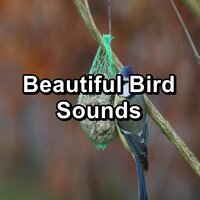 Calm Chickadees Music - Yoga Music & Nature And Bird Sounds & Nature Bird Sounds
