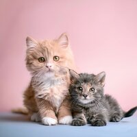 Estiramientos Silenciosos En Sombras Tranquilas - Barba en calma & Canciones para Gatos Felices & Música instrumental fácil de escuchar