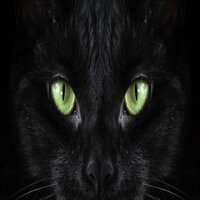 Black Cat - CY