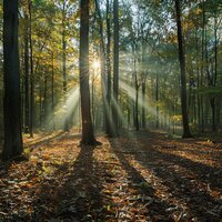 Las Sombras Urbanas Traen Paz - Música para casas encantadas & Nafer & Fiona triste
