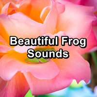 Zen Morass Sound - Musica relajante & Nature Sounds Artists & Frog Sounds