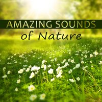 Chill Out Music - Lovely Nature Music Zone